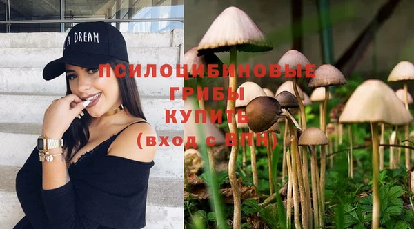 индика Новозыбков